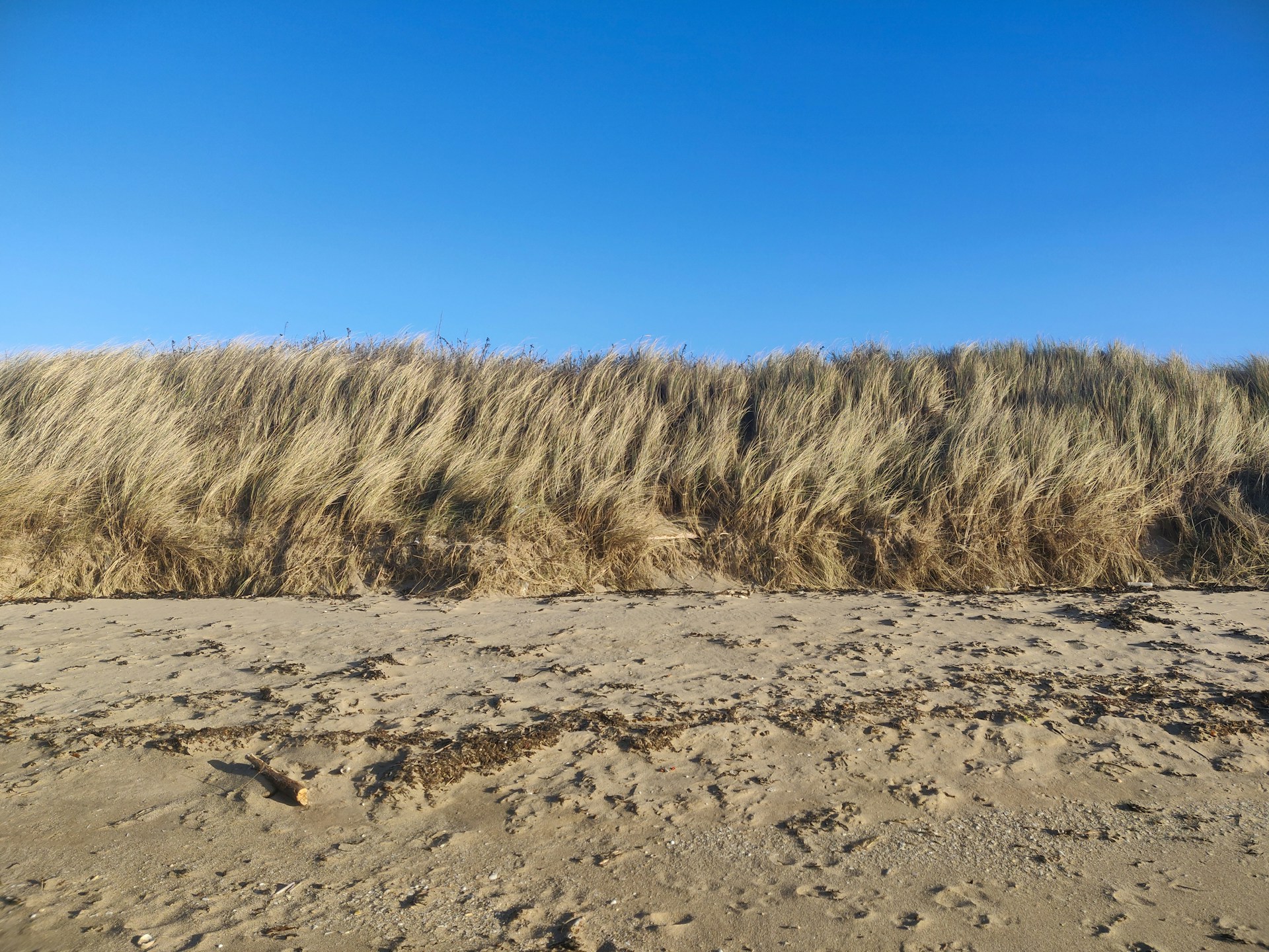 Grasses growing by the beach