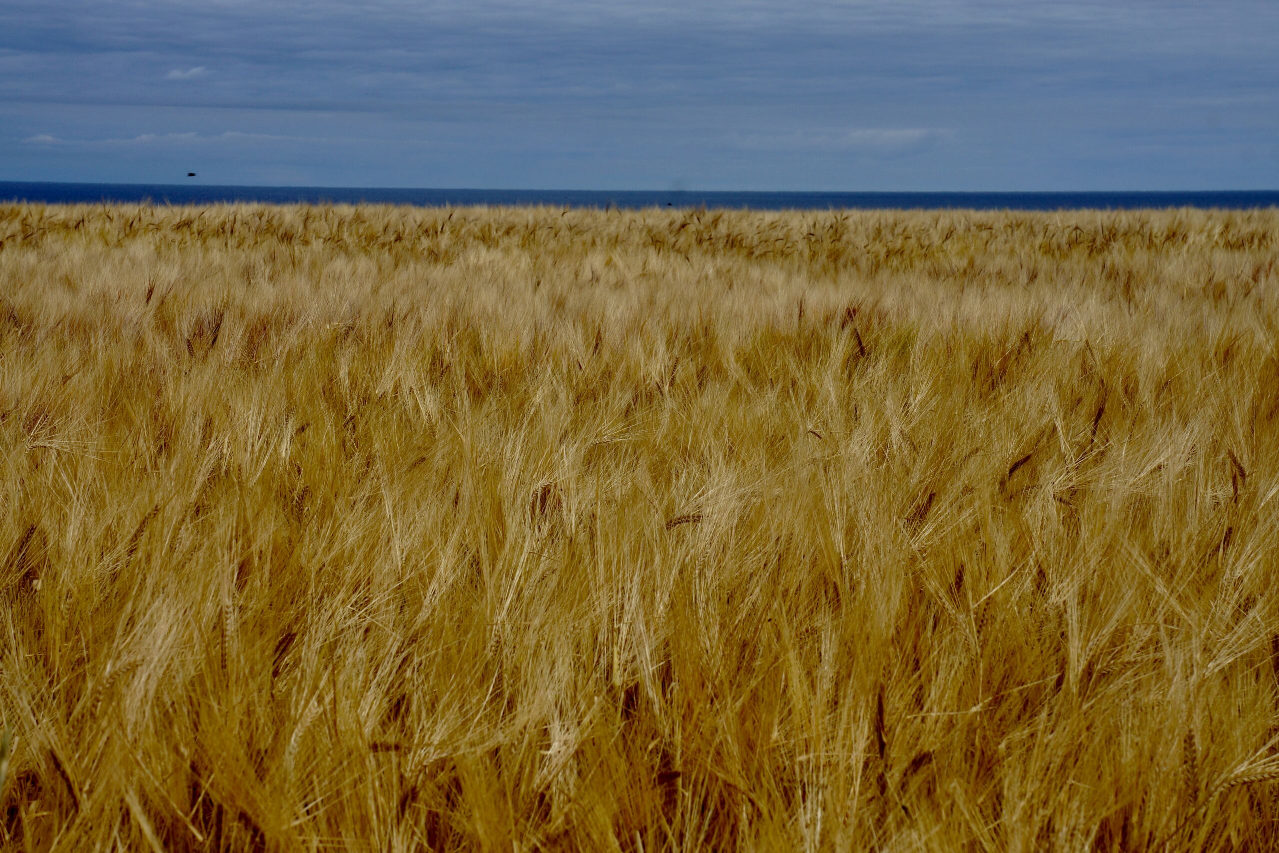 A field of wheat with the ocean in the distance