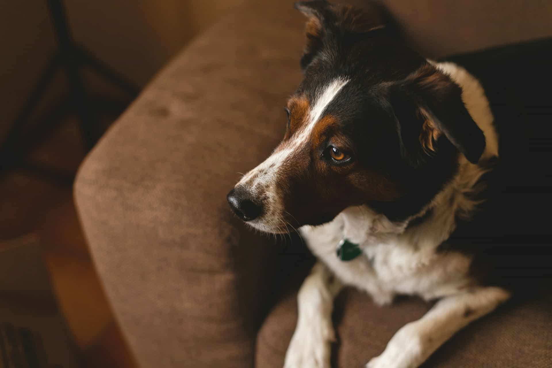 A black and white dog on a brown chair