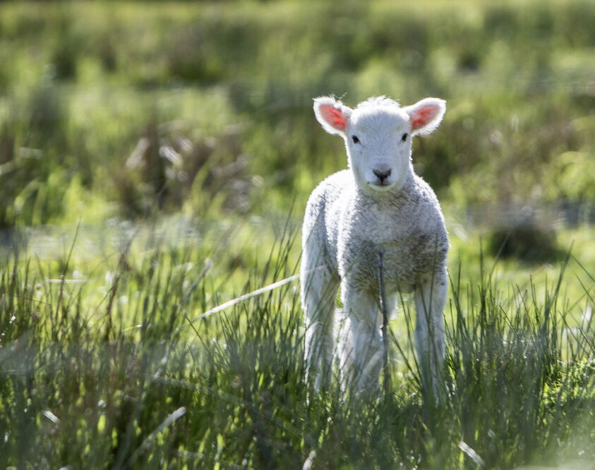 Easter in Fife with East Fife Holiday Homes